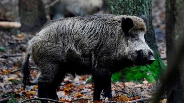 Wild Boar Attack Leaves 4 Tamil Nadu Farmers Hospitalised; Locals Demand Immediate Action
