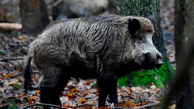Wild Boar Attack Leaves 4 Tamil Nadu Farmers Hospitalised; Locals Demand Immediate Action