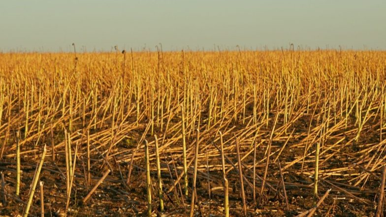 China: Farmer Loses Nearly 25 Acres of Sesame Crop in Anhui After Following AI Pesticide Advice