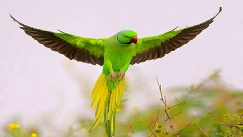 INR 21,000 Reward for Missing Parrot &lsquo;Gopi&rsquo;: Ex-Army Man Launches Search, Refuses Food Until Pet Is Found