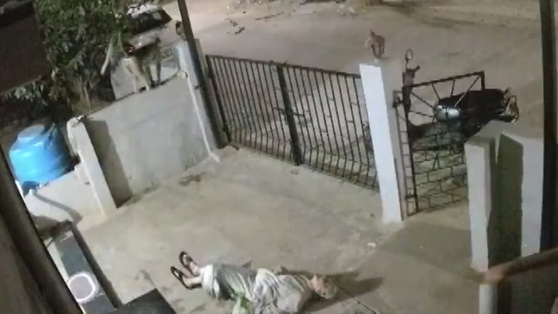 Karnataka: 91-Year-Old Woman Dies After Monkey Pushes Her Outside Home, CCTV Captures Attack