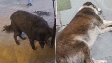 Fat Dogs of Delhi: &lsquo;Chonkiest&rsquo; Dog Election Captivates Thousands As Online Knockout Contest Heads to Finale