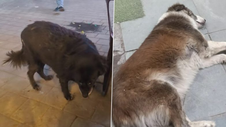 Fat Dogs of Delhi: &lsquo;Chonkiest&rsquo; Dog Election Captivates Thousands As Online Knockout Contest Heads to Finale