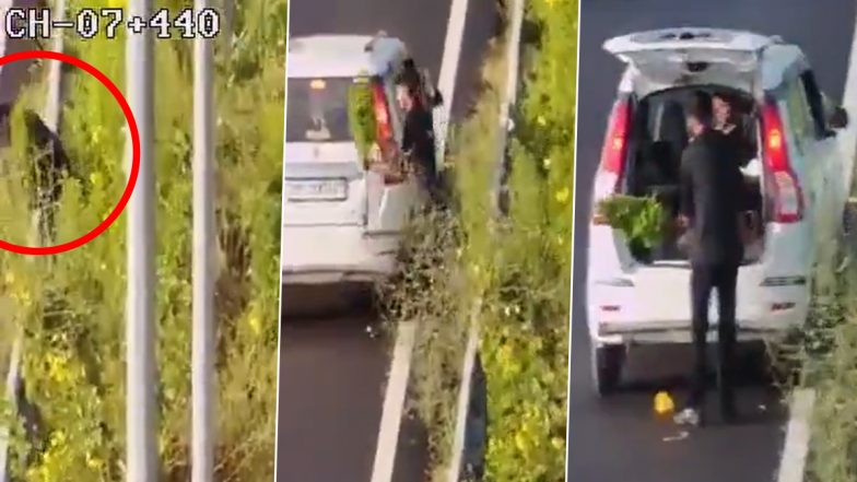 Baghpat Viral Video: Man Steals Plant From Delhi-Dehradun Expressway and Drives Off in Car Marked &lsquo;Police&rsquo;