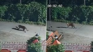 social-viral-Viral Video Shows Leopard Sparing Puppy After Chasing Dogs Near Ganapati Temple in Palghar