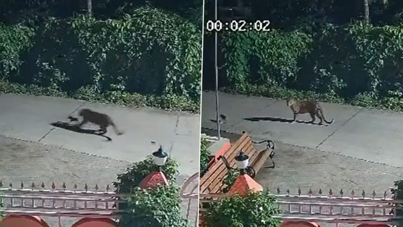 Viral Video Shows Leopard Sparing Puppy After Chasing Dogs Near Ganapati Temple in Palghar