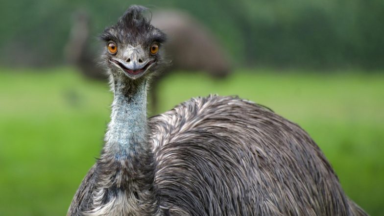 Viral Video Shows Emu Wrestling Man on England’s Devon Road Before Headbutting and Escaping
