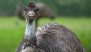 Viral Video Shows Emu Wrestling Man on England’s Devon Road Before Headbutting and Escaping