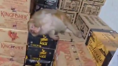 Ranchi Viral Video: Monkey Drinks Liquor at Wine Shop, Falls Asleep Inside; Rescue Team Called To Remove It