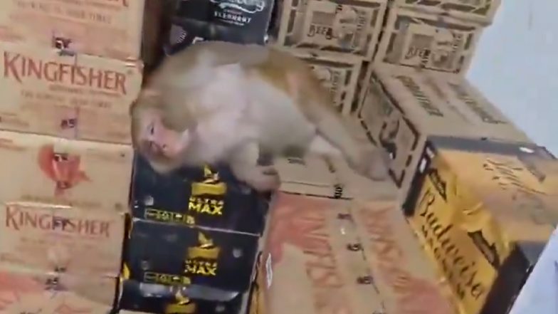 Ranchi Viral Video: Monkey Drinks Liquor at Wine Shop, Falls Asleep Inside; Rescue Team Called To Remove It