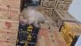 Ranchi Viral Video: Monkey Drinks Liquor at Wine Shop, Falls Asleep Inside; Rescue Team Called To Remove It