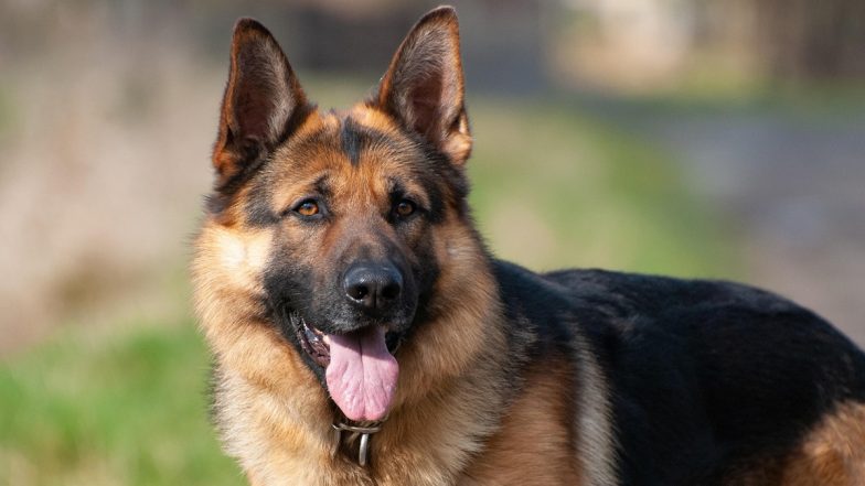 Ahmedabad Dog Bite: Woman Bitten by Same German Shepherd Twice in 4 Months, FIR Against Owner