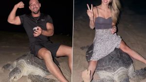 social-viral-Viral Video: Fitness Influencer Vadym Oleynik Rides Nesting Sea Turtle, Sparks Outrage In Oman