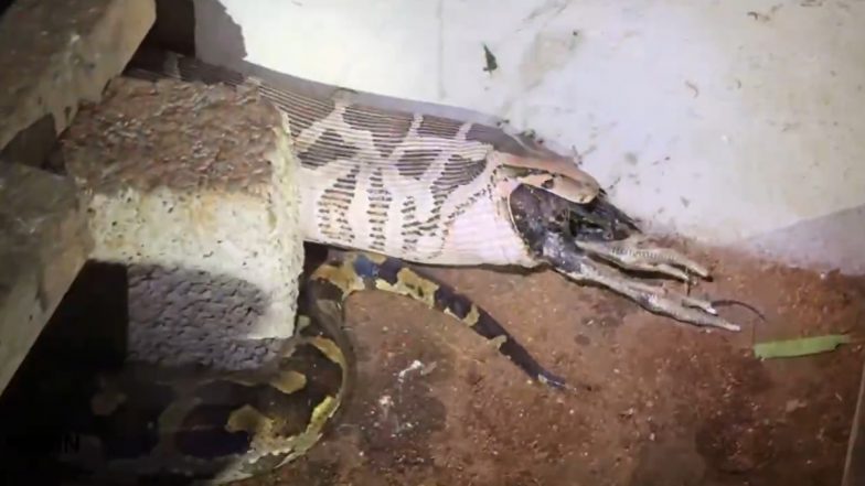 Kerala Python Rescue Video: Reptile Swallows Chicken in Kozhikode Coop, Throws Out Last 1 After Being Caught