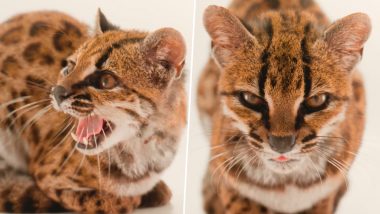 Leopardus Tilcayo: Scientists Discover New Species of Wild Cat in Bolivia's Yungas Cloud Forest in 100 Years