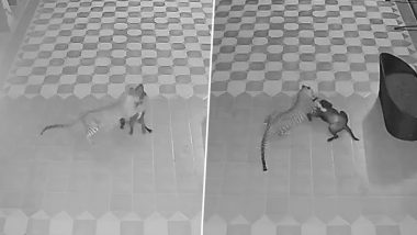 Thane Leopard Attack Video: Pet Dog Rocky Battles Big Cat for Minutes at Murbad Farmhouse