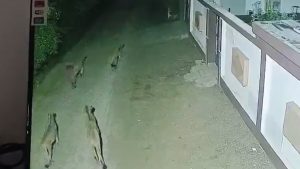 social-viral-Amreli: 5 Asiatic Lions Spotted Roaming in Navi Haliyat Market, CCTV Video Goes Viral