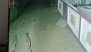 Amreli: 5 Asiatic Lions Spotted Roaming in Navi Haliyat Market, CCTV Video Goes Viral
