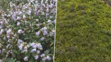 Neelakurinji Blooms in Kerala&rsquo;s Munnar After 12 Years, Turning Hillsides Violet (Video)