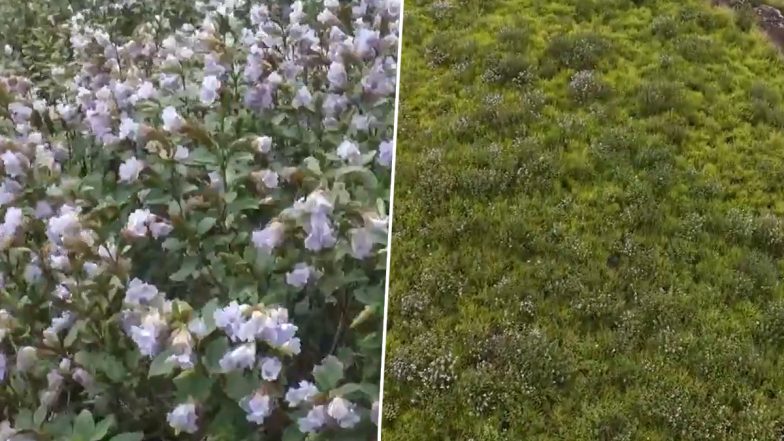 Neelakurinji Blooms in Kerala&rsquo;s Munnar After 12 Years, Turning Hillsides Violet (Video)