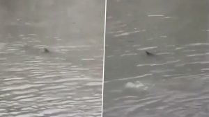 social-viral-New Jersey Shark Video Goes Viral As ‘Harmless’ Shark Swims Through Flooded Street