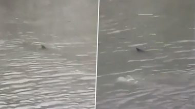 New Jersey Shark Video Goes Viral As &lsquo;Harmless&rsquo; Shark Swims Through Flooded Street