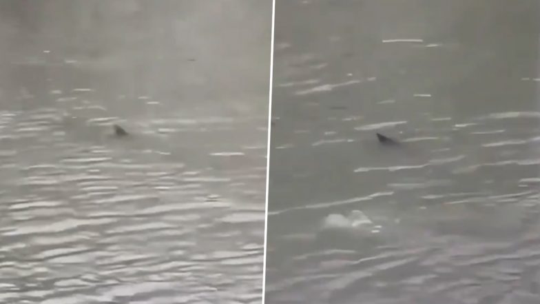 New Jersey Shark Video Goes Viral As &lsquo;Harmless&rsquo; Shark Swims Through Flooded Street