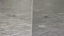New Jersey Shark Video Goes Viral As ‘Harmless’ Shark Swims Through Flooded Street