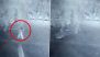 Gujarat Leopard Attack Video: 6-Year-Old Girl Mauled to Death at Farm, 8 Cages Set