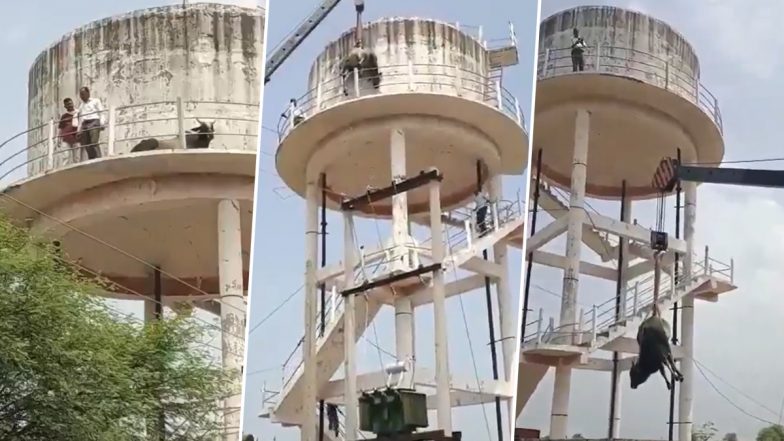 Why Did Bull Climb a 50-Foot Water Tank? Sheopur Villagers Left Wondering About Its &lsquo;Demands&rsquo; (Video)