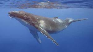 social-viral-Humpback Whale Caught on Camera Grieving Stillborn Calf in Rare Video