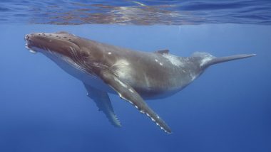 Humpback Whale Caught on Camera Grieving Stillborn Calf in Rare Video