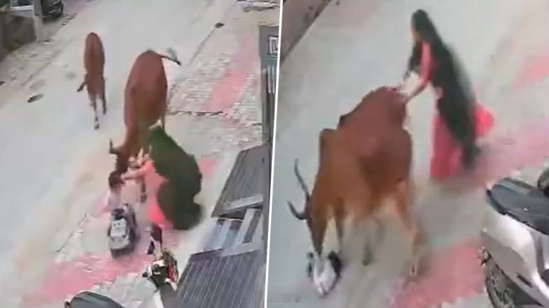 Cow Attack in Rajasthan Video: Stray Animal Attacks Toddler in Abu Road