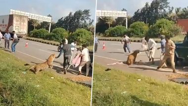 Karnataka Leopard Attack Video: Big Cat Pounces on Forest Official During Rescue After Highway Accident
