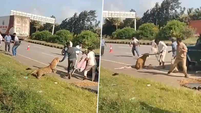 Karnataka Leopard Attack Video: Big Cat Pounces on Forest Official During Rescue After Highway Accident