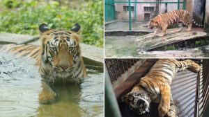 Mumbai’s Beloved Tigress Bijalee Dies at 18, Sanjay Gandhi National Park Shares Video From Her Final Days.