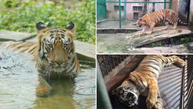 Mumbai&rsquo;s Beloved Tigress Bijalee Dies at 18, Sanjay Gandhi National Park Shares Video From Her Final Days