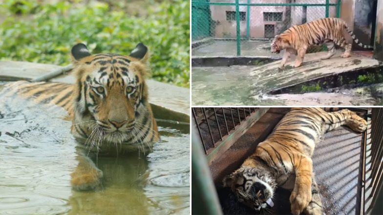 Mumbai&rsquo;s Beloved Tigress Bijalee Dies at 18, Sanjay Gandhi National Park Shares Video From Her Final Days
