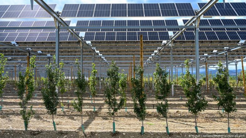 Why Farmers Are Pairing Crops with Solar Panels