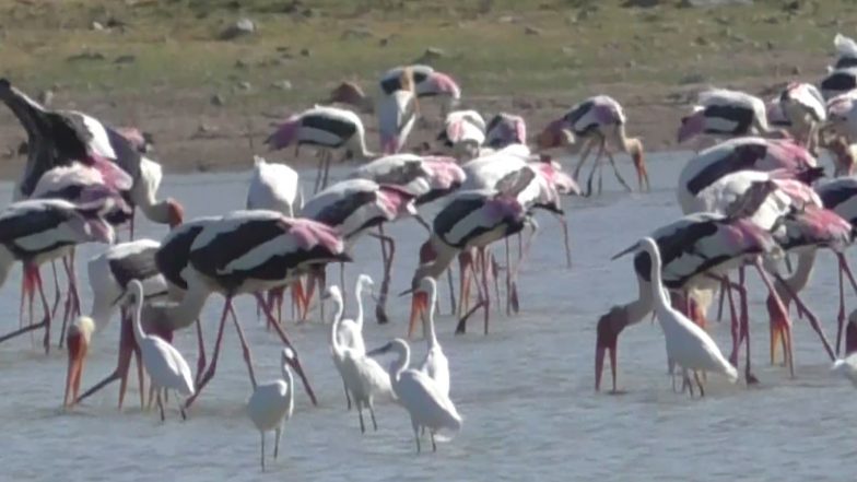 India News | Siberian Migratory Birds Arrive Early at Perungulam Wetlands in Tamil Nadu's Thoothukudi