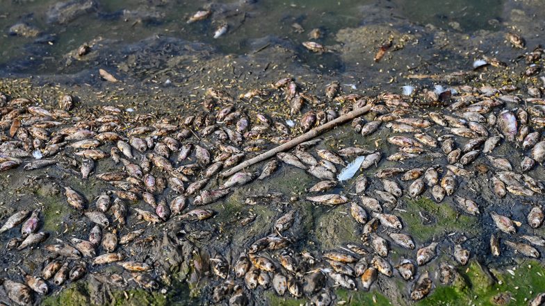 India News | Bihar Govt Issues Advisory Against Consuming Unknown Fish Swept in from Nepal Floodwaters