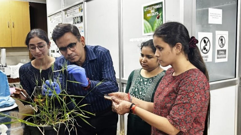 India News | BHU Scientists Discover Soil Bacteria Solution to Protect Wheat Crops Under Crowded Conditions
