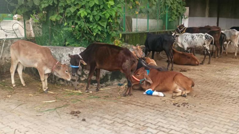 India News | Himachal’s Parwanoo 'gaushala' Gets Support for Cow Welfare and Veterinary Care