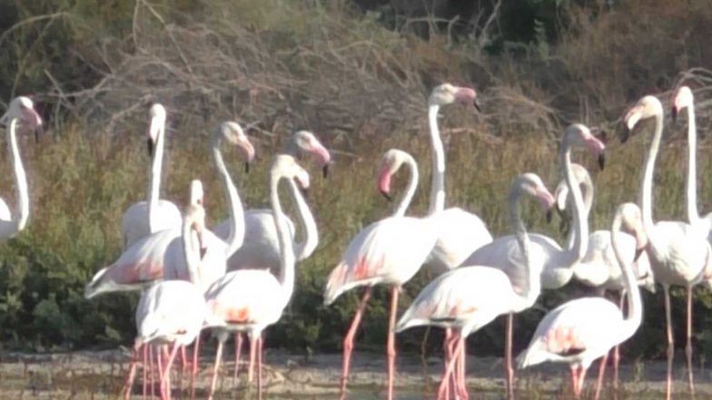 India News | Tamil Nadu: Winter Migration Brings Thousands of Flamingos to Thoothukudi Coastal Wetlands