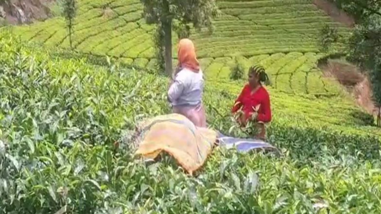 India News | Severe Drought, El Niño Conditions Hit Nilgiris Tea Production; Green Leaf Supply Drops Sharply, Farmers, Workers Seek Govt Aid