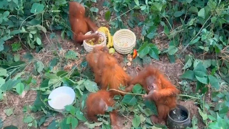 India News | Odisha: Five Orangutans Found in Balasore Forest Area, Forest Department Launches Probe into Suspected Human Intervention