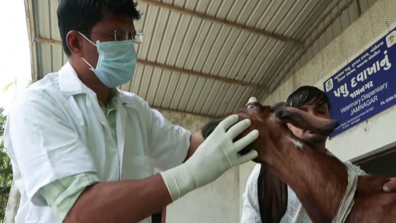 India News | Jamnagar Farmer Turns to Goat Rearing with Government Support, Finds New Source of Income