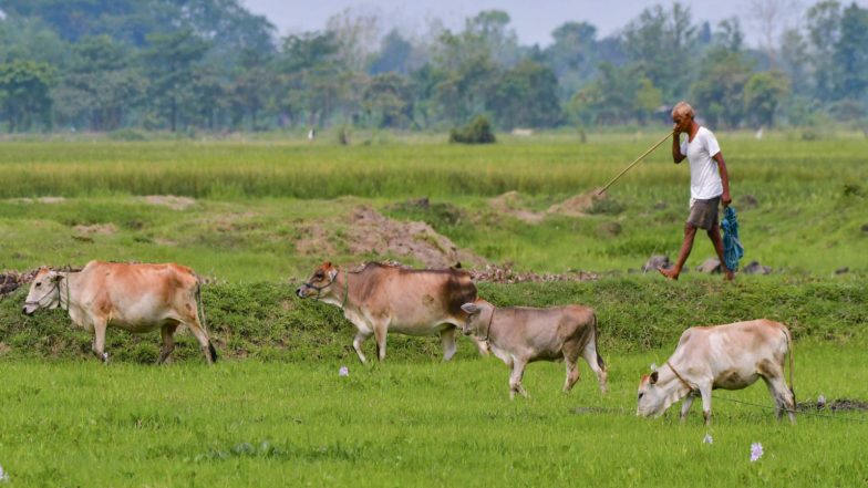 India News | OPU-IVF Technology Brings Breakthrough in Conservation of Uttarakhand’s Indigenous Badri Cattle