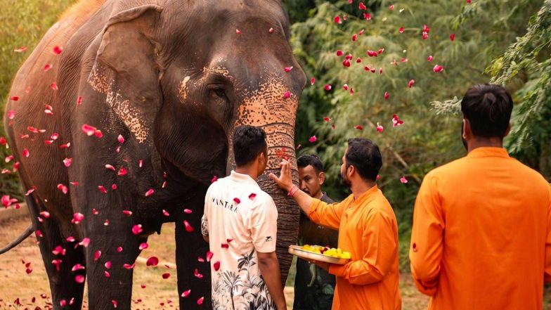 Entertainment News | Vantara Welcomes HPC Order Allowing Elephant Madhuri's Return to Kolhapur, Vows Continued Veterinary Care