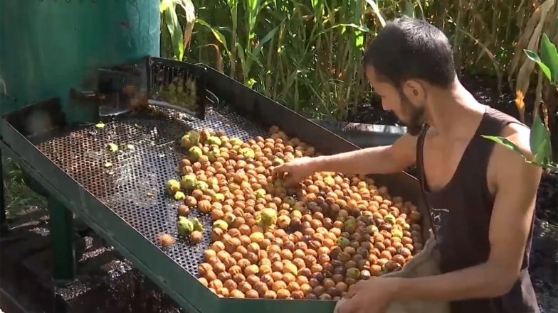 India News | J-K: Bumper Walnut Crop Brings Economic Opportunities to Kotranka-Budhal Farmers